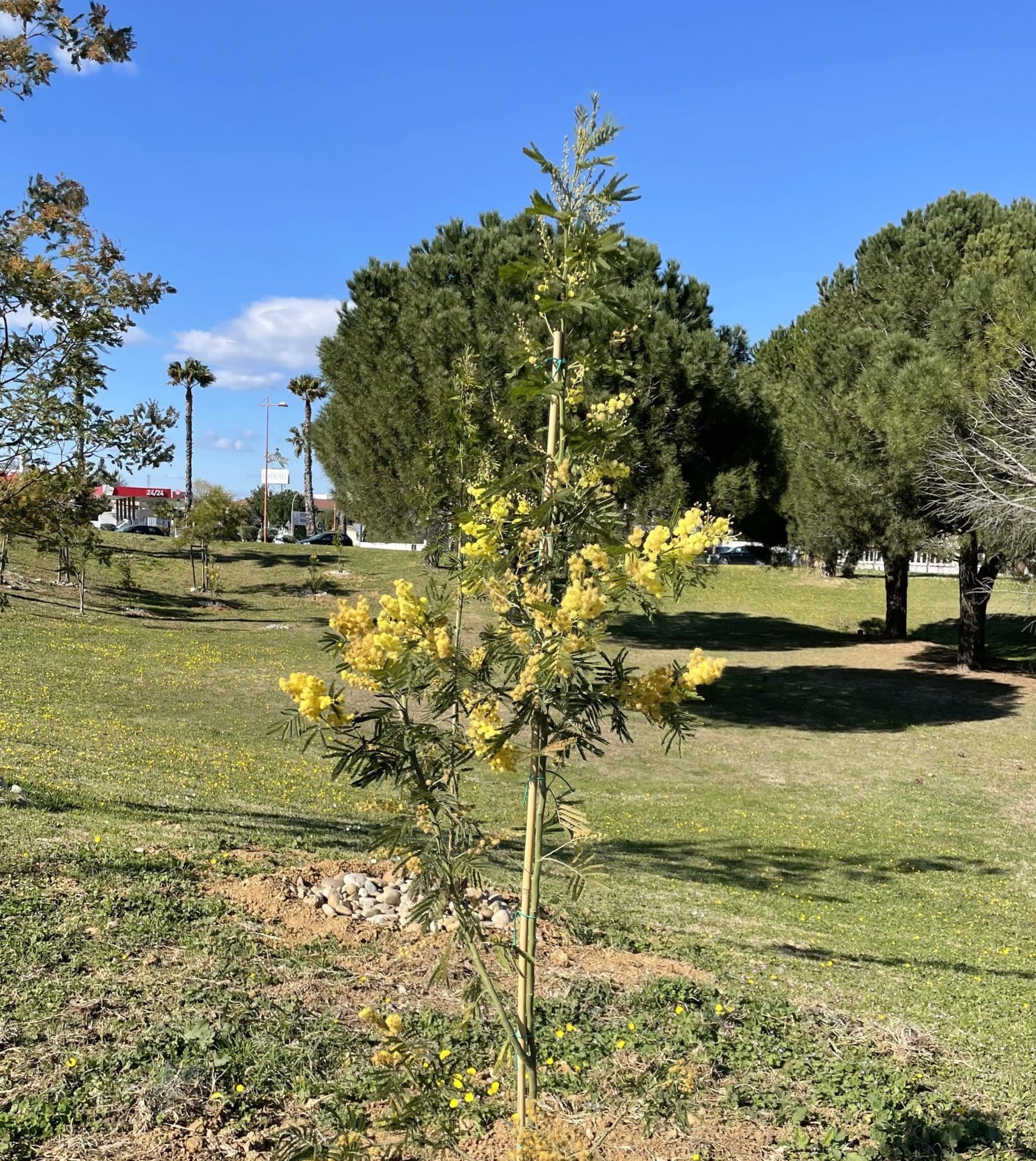 COUP DE JAUNE SUR LA VILLE AVEC LA PLANTATION DE MIMOSAS